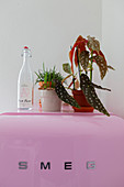 Zimmerpflanzen und Bügelflasche auf rosa Kühlschrank