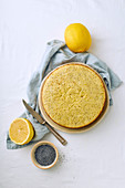Lemon sponge cake with poppy seeds