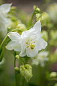 Weiße Blüte von Akelei