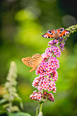 Silver-washed fritillary and peacock butterfly on bloom from summer lilac