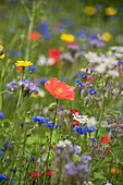 Blumenwiese mit Klatschmohn, Borretsch, Kornblumen und Wucherblumen
