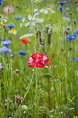Poppies and cornflowers in wildflower meadow