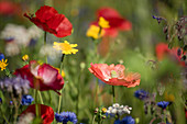 Blumenwiese mit Klatschmohn, Borretsch, Kornblumen und Wucherblume