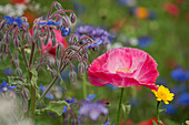 Blüten von Borretsch, Klatschmohn und Wucherblume