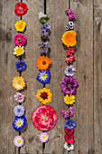 Tableau von einjährigen Sommerblumen