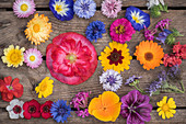 Tableau von einjährigen Sommerblumen