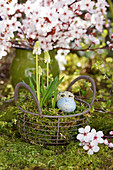 Easter eggs in nest made from basket planted with white grape hyacinths