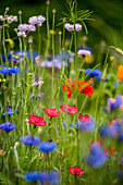 Cornflowers, flax and poppies in wildflower meadow