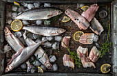 Various fish in a tin pan with ice cubes