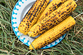 Grilled corn cobs on a plate in grass