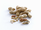 Peanuts with and without shells on a white background