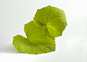Coltsfoot leaves on a white background