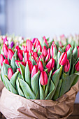 Tulpen als Schnittblumen für den Verkauf