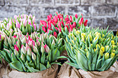 Tulpen als Schnittblumen für den Verkauf