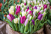 Tulpen als Schnittblumen für den Verkauf