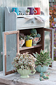 Echeveria and thick leaf in cups on and in a small cupboard