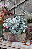 White felted ragwort 'Winter Whispers' and cyclamen in a basket box, heart made of bud heather