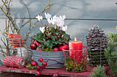 Alpenveilchen in Zinkwanne, weihnachtlich dekoriert mit roten Kugeln, Kerze, Zapfen und Hagebutten