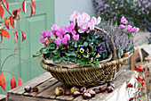 Basket with cyclamen, horned violet and Calluna vulgaris
