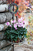 Cyclamen hanged on a basket on a pile of firewood, wreaths made of Calluna vulgaris and chestnuts as decoration