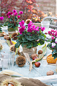 Tischdekoration mit Alpenveilchen, Maronen, Walnüssen und Maiskolben