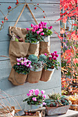 Cyclamen and echeveria in a bag on a wooden wall