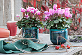 Cyclamen in turquoise pots