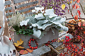 Gray box with ragwort 'Angel Wings', cyclamen, Calluna vulgaris and ragwort