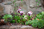 Sempervivums and violas in garden