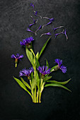 Blüten von Bergflockenblume auf dunklem Untergrund