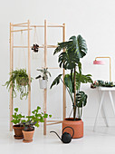 Monstera und andere Zimmerpflanzen vor einem Holzgestell