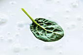 A spinach leaf in milk