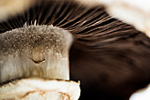 A mushroom (close-up)