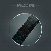 Damaged hair surface, illustration