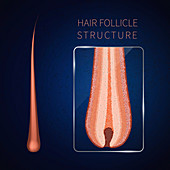 Hair follicle, illustration