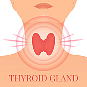 Thyroid gland disease, conceptual illustration