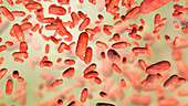 Bordetella parapertussis, the causative agent of whooping co