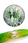 Cucumber covered with mould, composite image