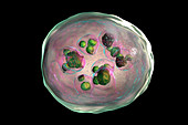 Echinococcus granulosus hydatid cyst, illustration