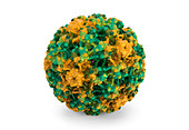 Human papillomavirus, illustration