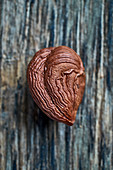 A shelled hazelnut (close-up)