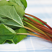 Fresh Rhubarb