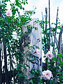 Climbing rose growing on wooden post with house number