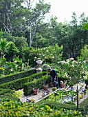 Hedges, standard oleanders and pool in Mediterranean garden with man watering planters