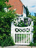 White garden gate and flowering lilac