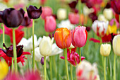 Multicoloured tulips in garden