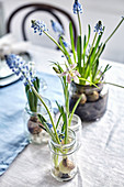 Flowering bulbs in glass jars as spring decoration on table