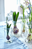 Flowering bulbs in glass jars as spring decoration on table