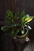 Fresh sorrel in a pot