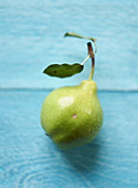 A butter pear on a blue wooden background